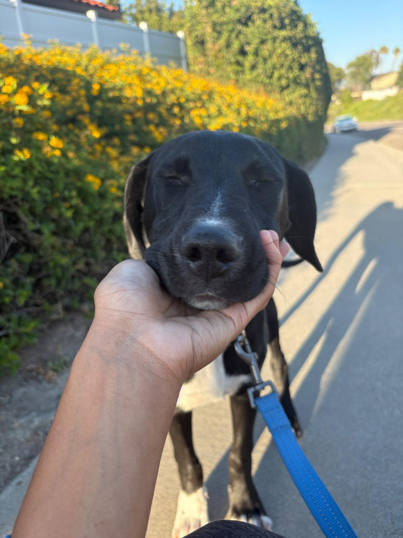 Enlarge Ruby, a Adoptable Pit Bull Terrier in San Diego, CA image 3/3