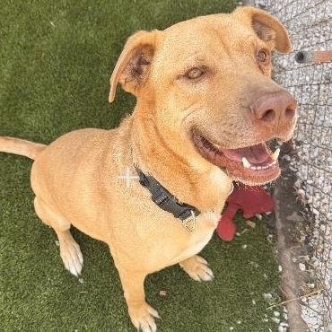 Enlarge Tobias AKA Toby, a Adoptable mixed breed in Whittier, CA image 2/5