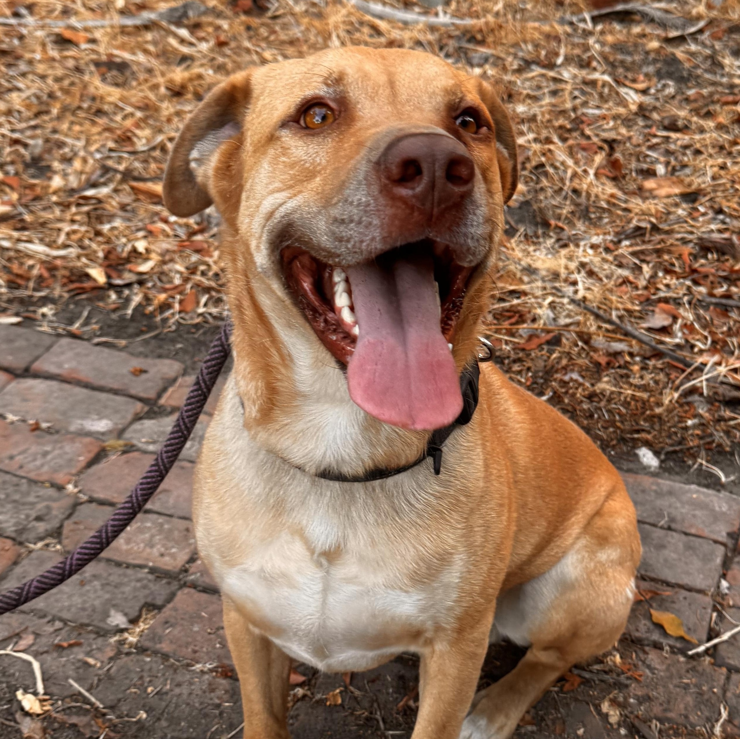 Enlarge Tobias AKA Toby, a Adoptable mixed breed in Whittier, CA image 1/5