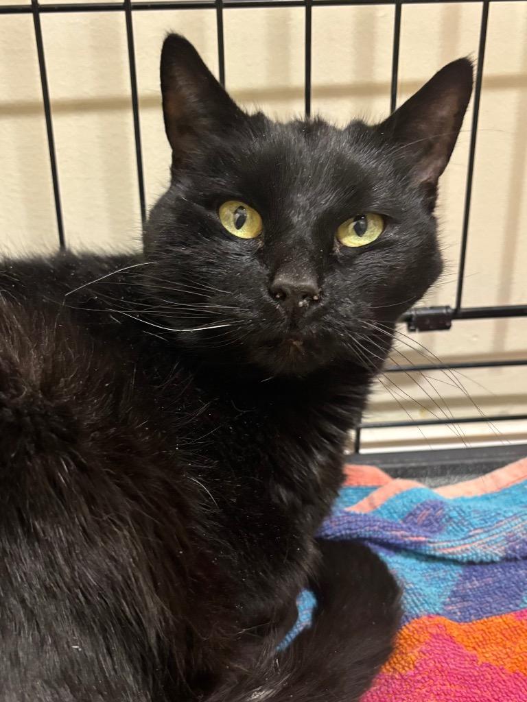 Star Lily, Adoptable, Adult Female Domestic Short Hair.