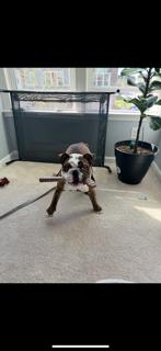 Cash, Adopted, Young Male English Bulldog.