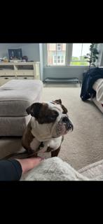 Enlarge Cash, a Adopted English Bulldog in Jarrettsville, MD image 2/6