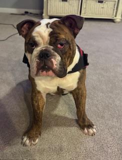 Enlarge Cash, a Adopted English Bulldog in Jarrettsville, MD image 3/6