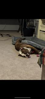Cash, Adopted, Young Male English Bulldog.