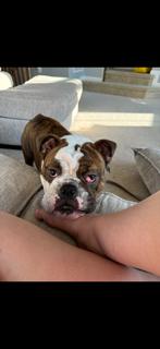 Enlarge Cash, a Adopted English Bulldog in Jarrettsville, MD image 5/6