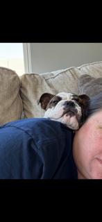 Cash, Adopted, Young Male English Bulldog.