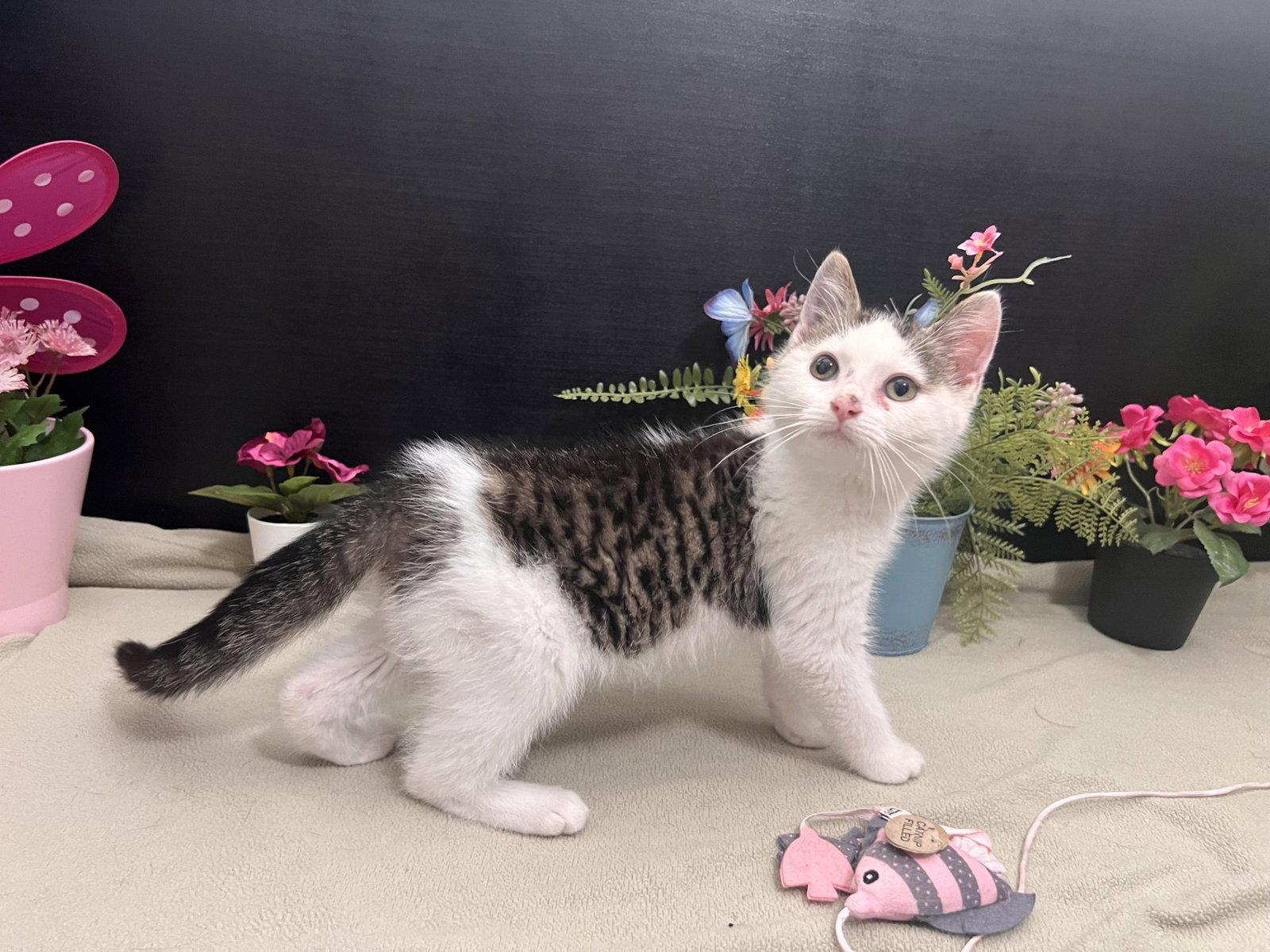 Enlarge Falafel, a Adoptable mixed breed in Fayetteville, GA image 2/3