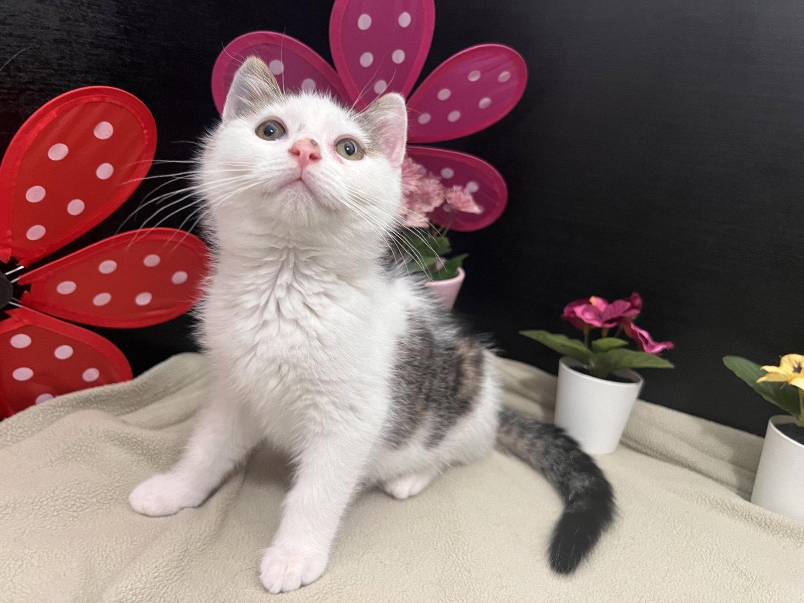Enlarge Falafel, a Adoptable mixed breed in Fayetteville, GA image 3/3