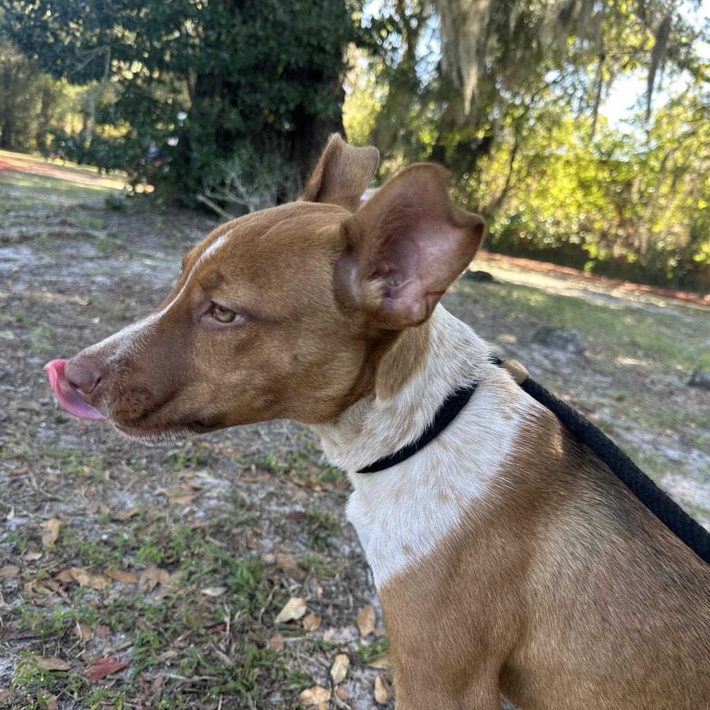 Ginger Puff, a Adoptable Mixed Breed in Gainesville, FL image 1/6