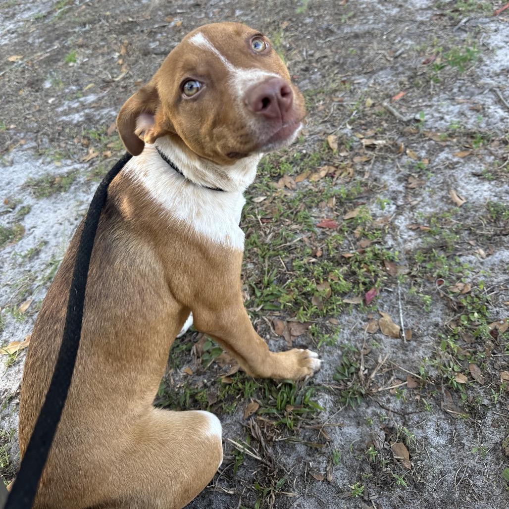 Ginger Puff, a Adoptable Mixed Breed in Gainesville, FL image 2/6