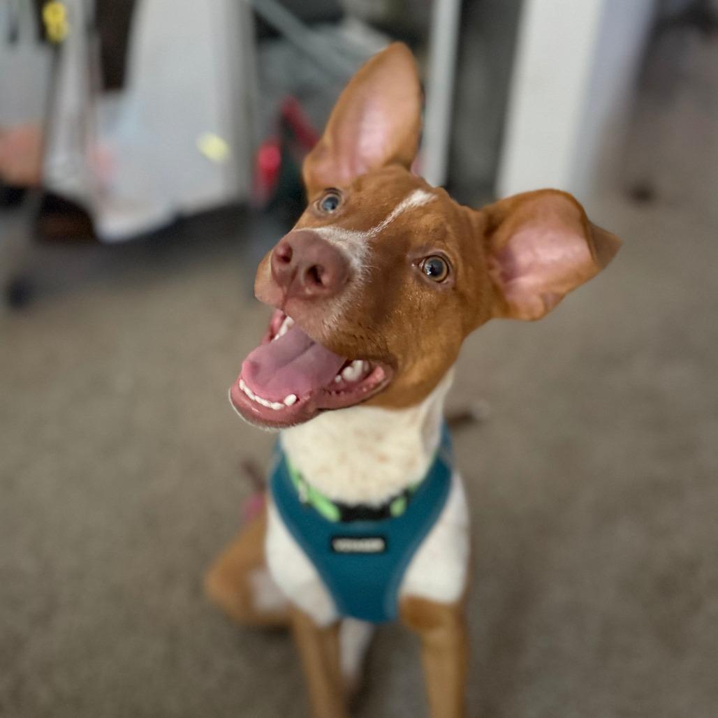 Ginger Puff, a Adoptable Mixed Breed in Gainesville, FL image 3/6