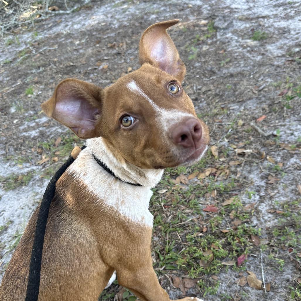 Ginger Puff, a Adoptable Mixed Breed in Gainesville, FL image 4/6