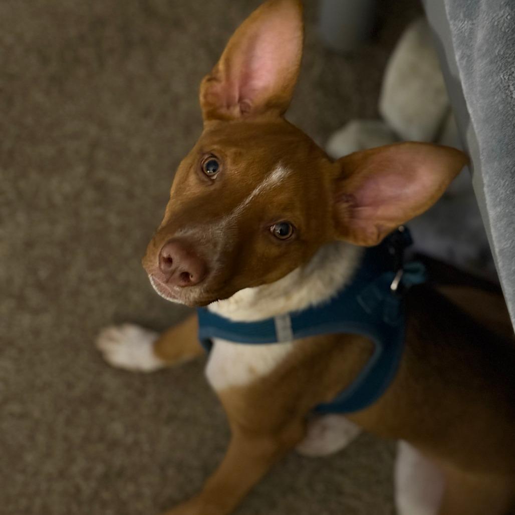 Ginger Puff, a Adoptable Mixed Breed in Gainesville, FL image 5/6