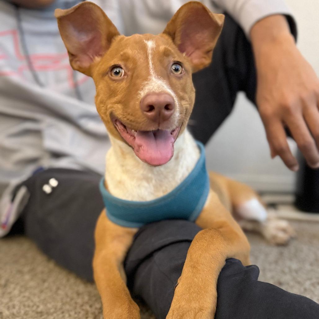 Ginger Puff, a Adoptable Mixed Breed in Gainesville, FL image 6/6