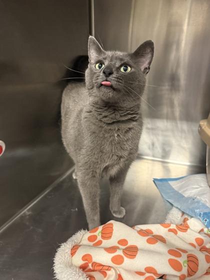 Enlarge Paloma, a ADOPTABLE Domestic Short Hair in Lafayette, IN image 1/1