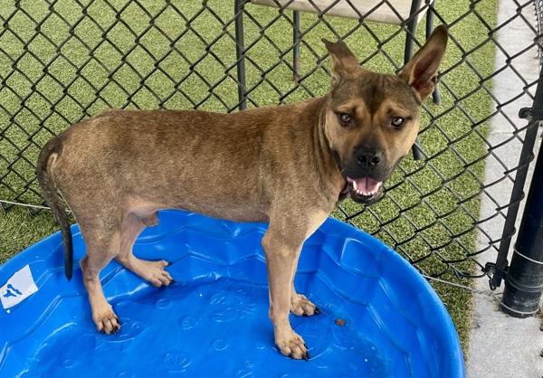 Buggy Boy Aka Bug, Adoptable, Adult Male Terrier.