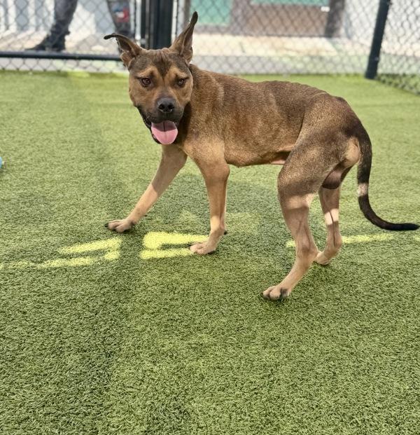 Enlarge Buggy Boy Aka Bug, a Adoptable mixed breed in Lafayette, LA image 2/6