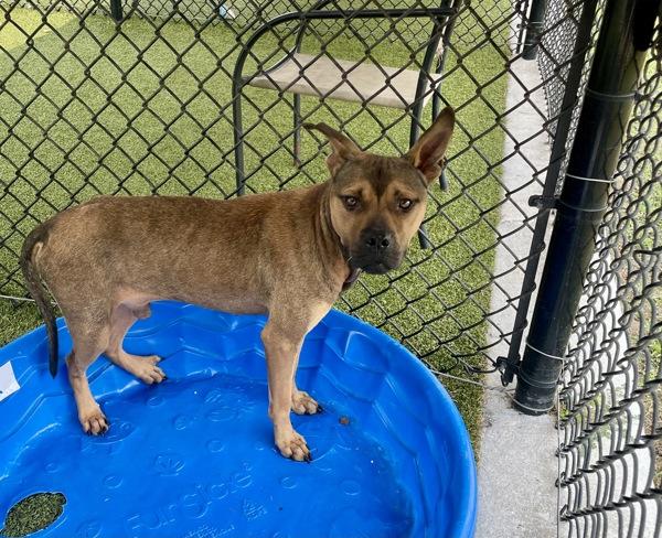 Enlarge Buggy Boy Aka Bug, a Adoptable mixed breed in Lafayette, LA image 4/6