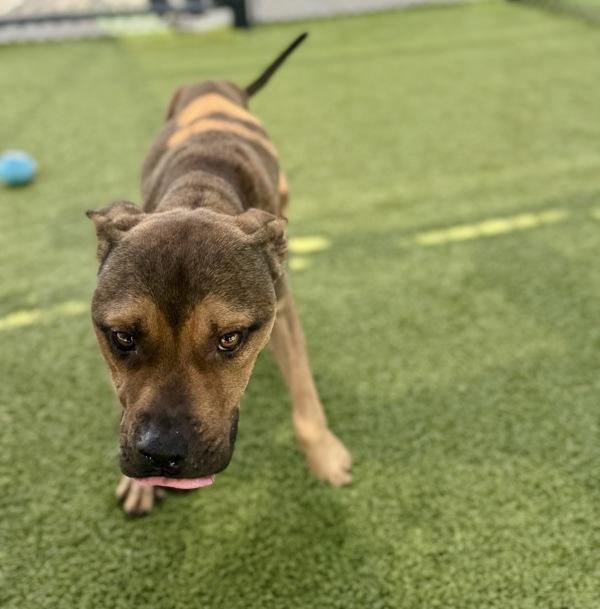 Enlarge Buggy Boy Aka Bug, a Adoptable mixed breed in Lafayette, LA image 5/6