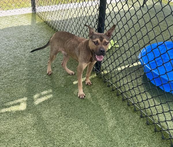 Enlarge Buggy Boy Aka Bug, a Adoptable mixed breed in Lafayette, LA image 6/6