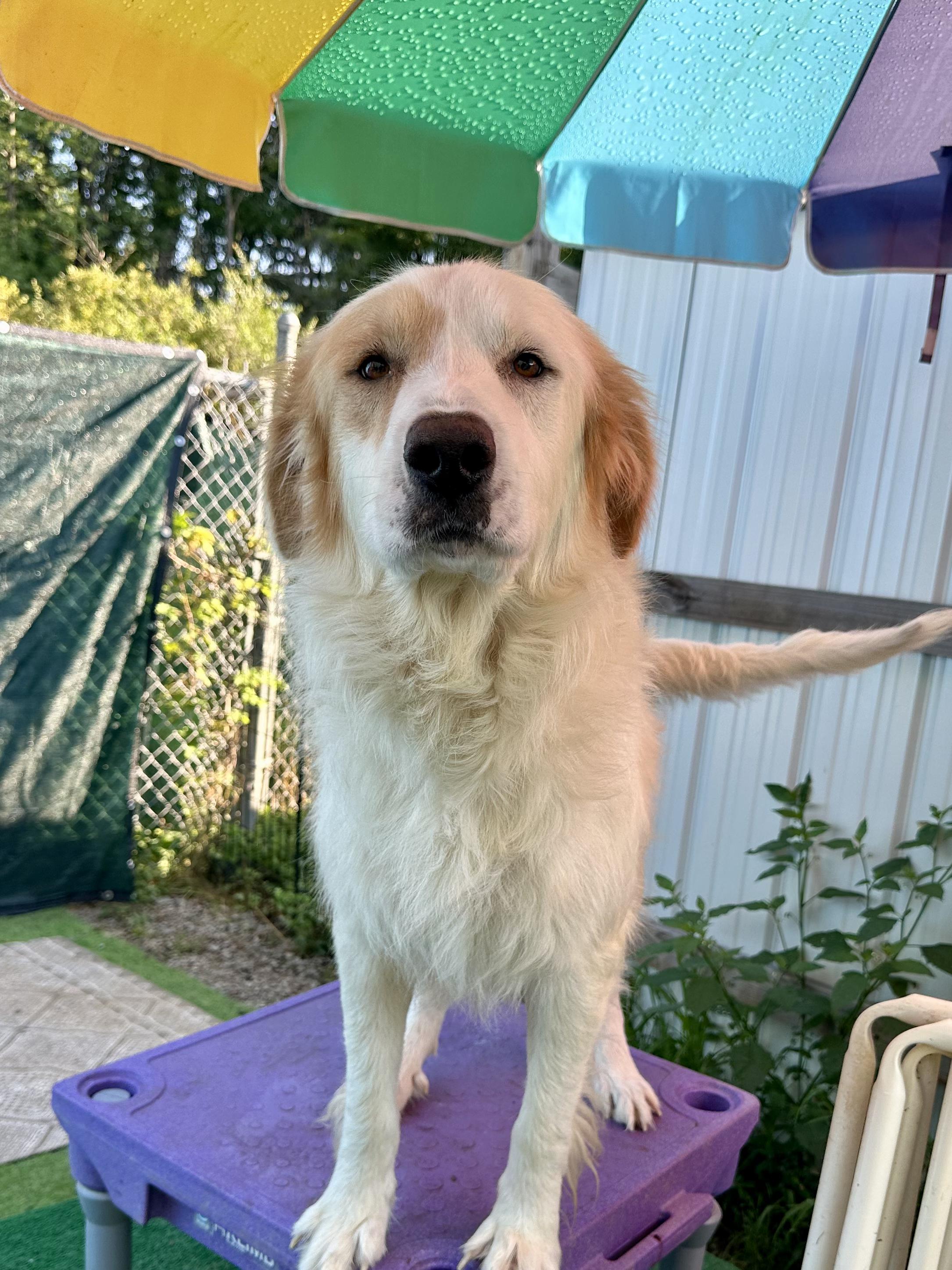 Mario, a Adopted Great Pyrenees in Accord, NY image 2/3