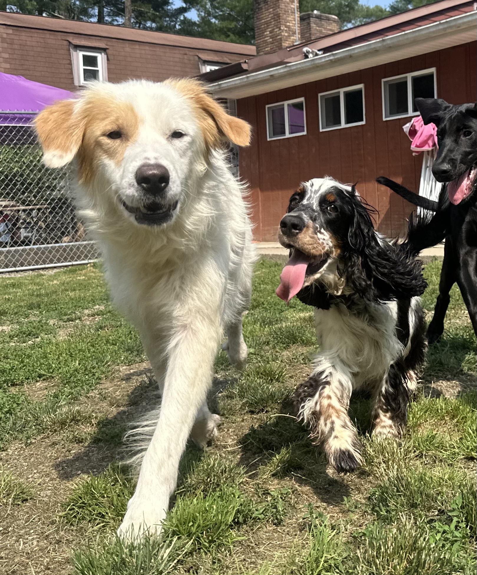 Mario, a Adopted Great Pyrenees in Accord, NY image 3/3