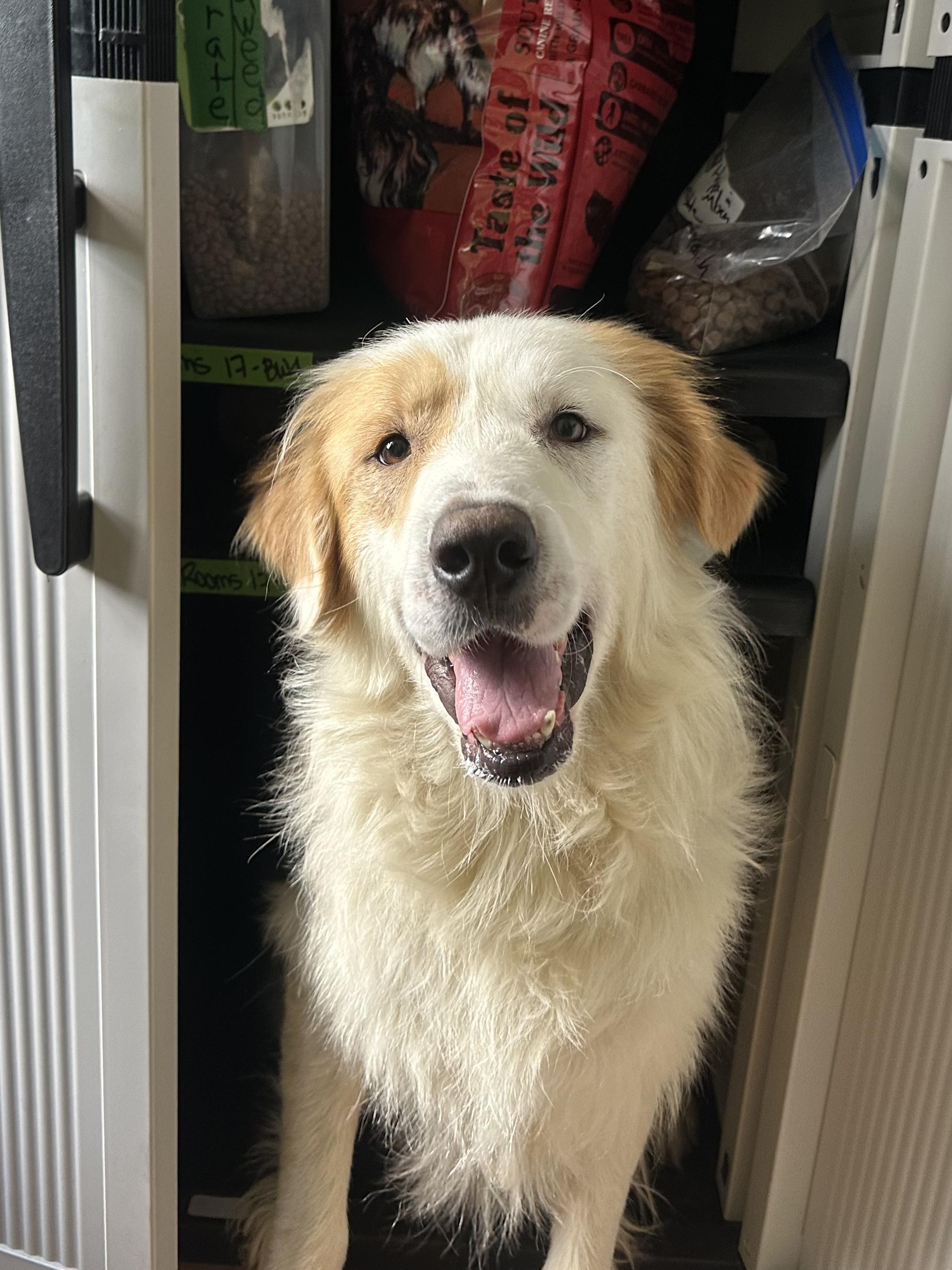 Mario, Adopted, Adult Male Great Pyrenees.