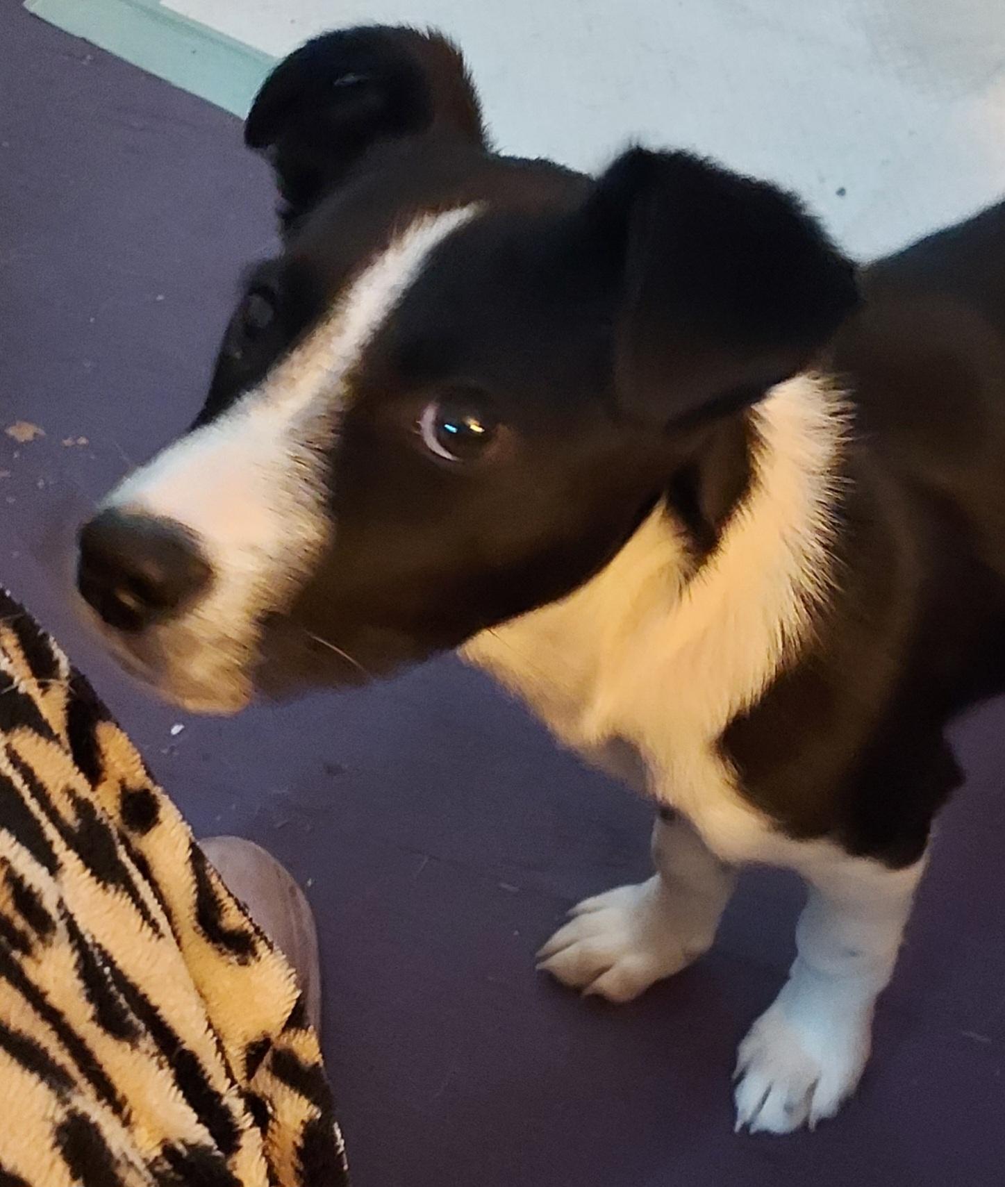 Lenny Puppy, a Adopted mixed breed in Acworth, GA image 1/5