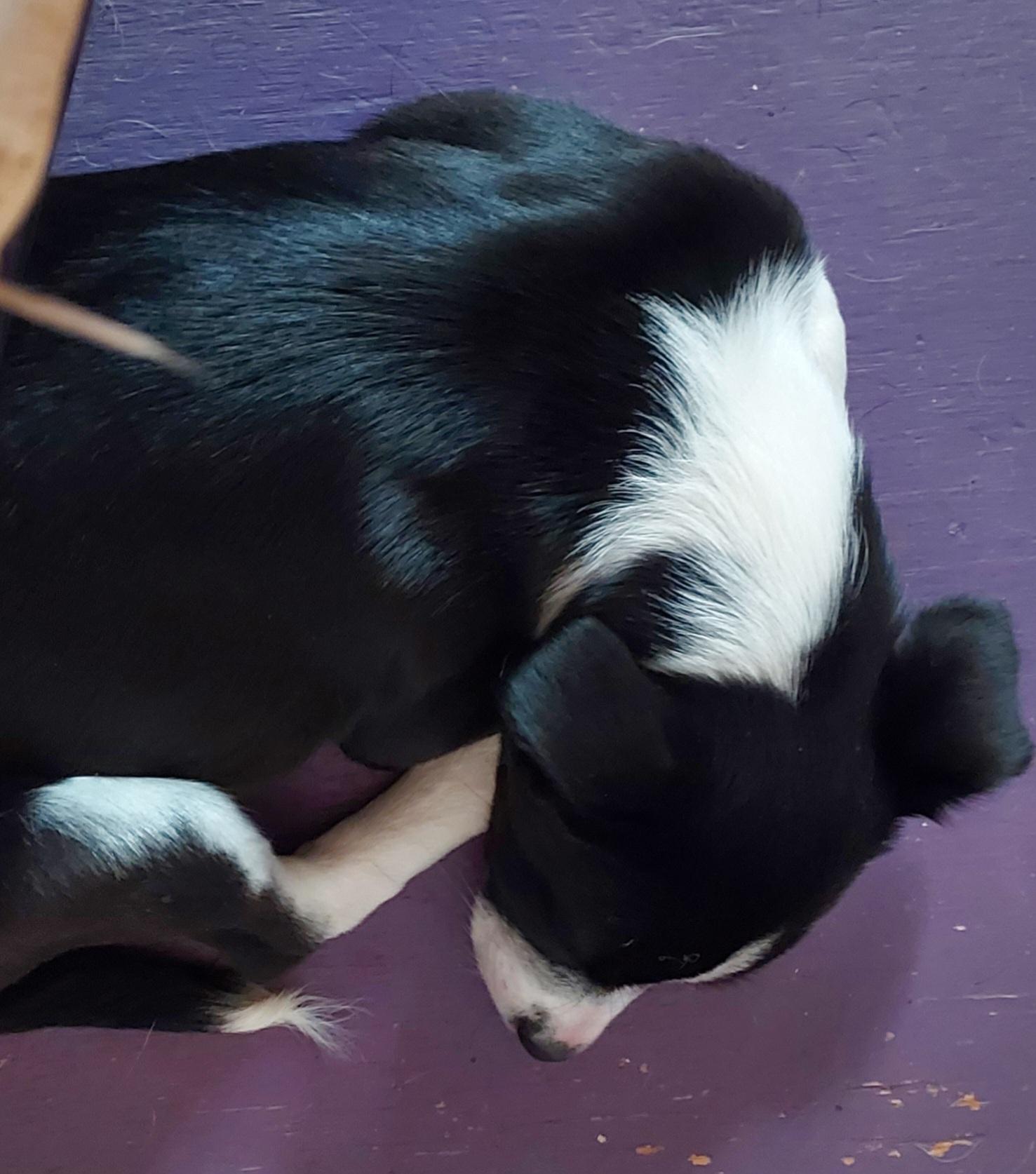 Lenny Puppy, a Adopted mixed breed in Acworth, GA image 2/5