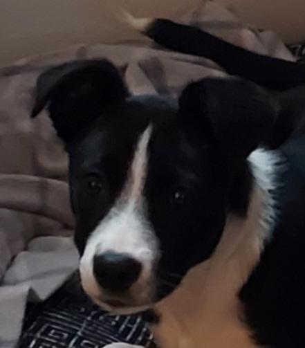 Lenny Puppy, a Adopted mixed breed in Acworth, GA image 3/5