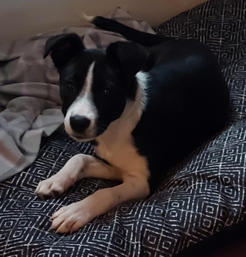 Lenny Puppy, a Adopted mixed breed in Acworth, GA image 5/5