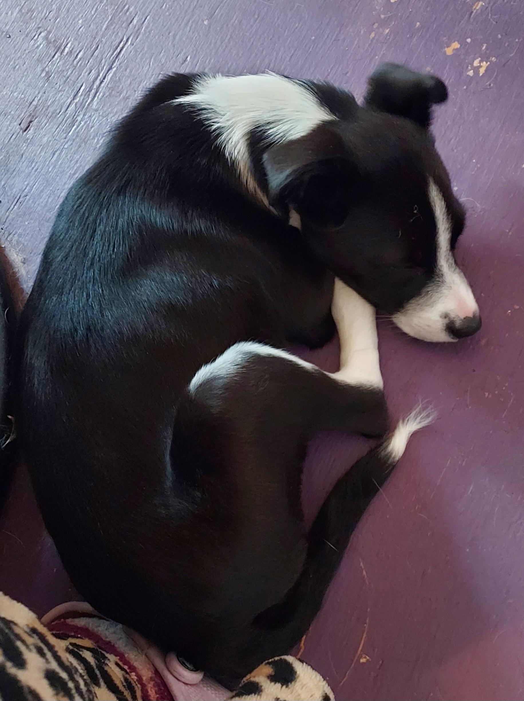 Lenny Puppy, a Adopted mixed breed in Acworth, GA image 4/5