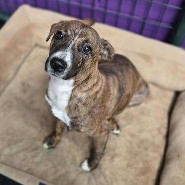 Stripes, a Adoptable mixed breed in Turlock, CA image 1/6