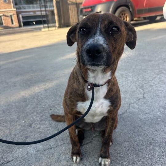 Stripes, a Adoptable mixed breed in Turlock, CA image 2/6