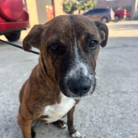 Stripes, a Adoptable mixed breed in Turlock, CA image 3/6