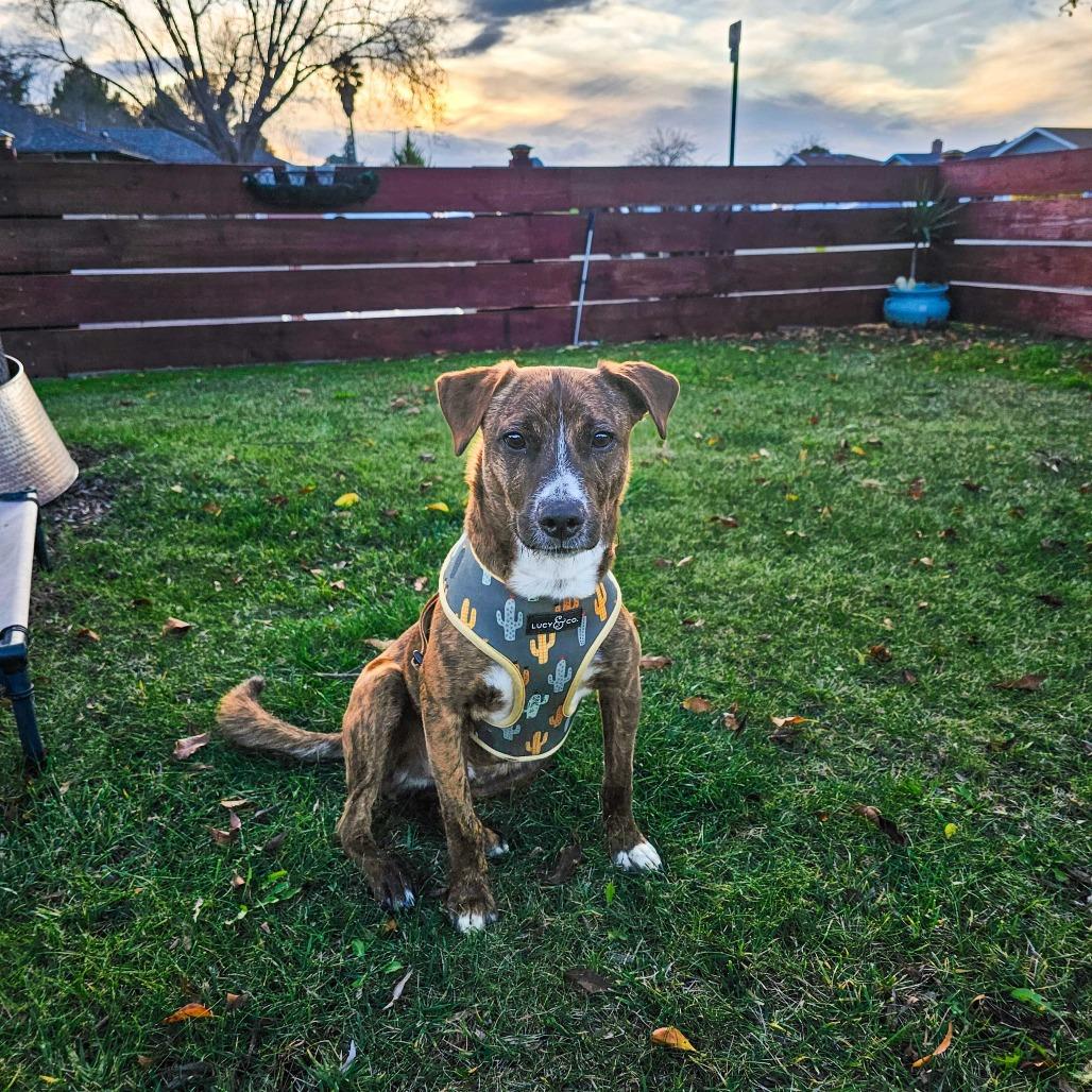 Stripes, a Adoptable mixed breed in Turlock, CA image 4/6