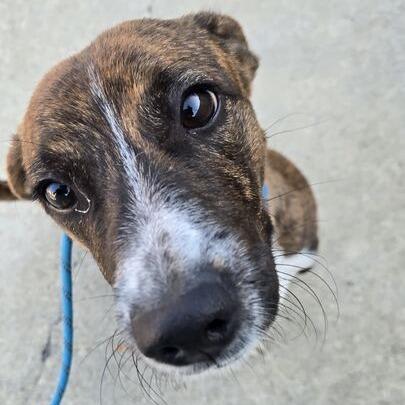 Stripes, a Adoptable mixed breed in Turlock, CA image 6/6