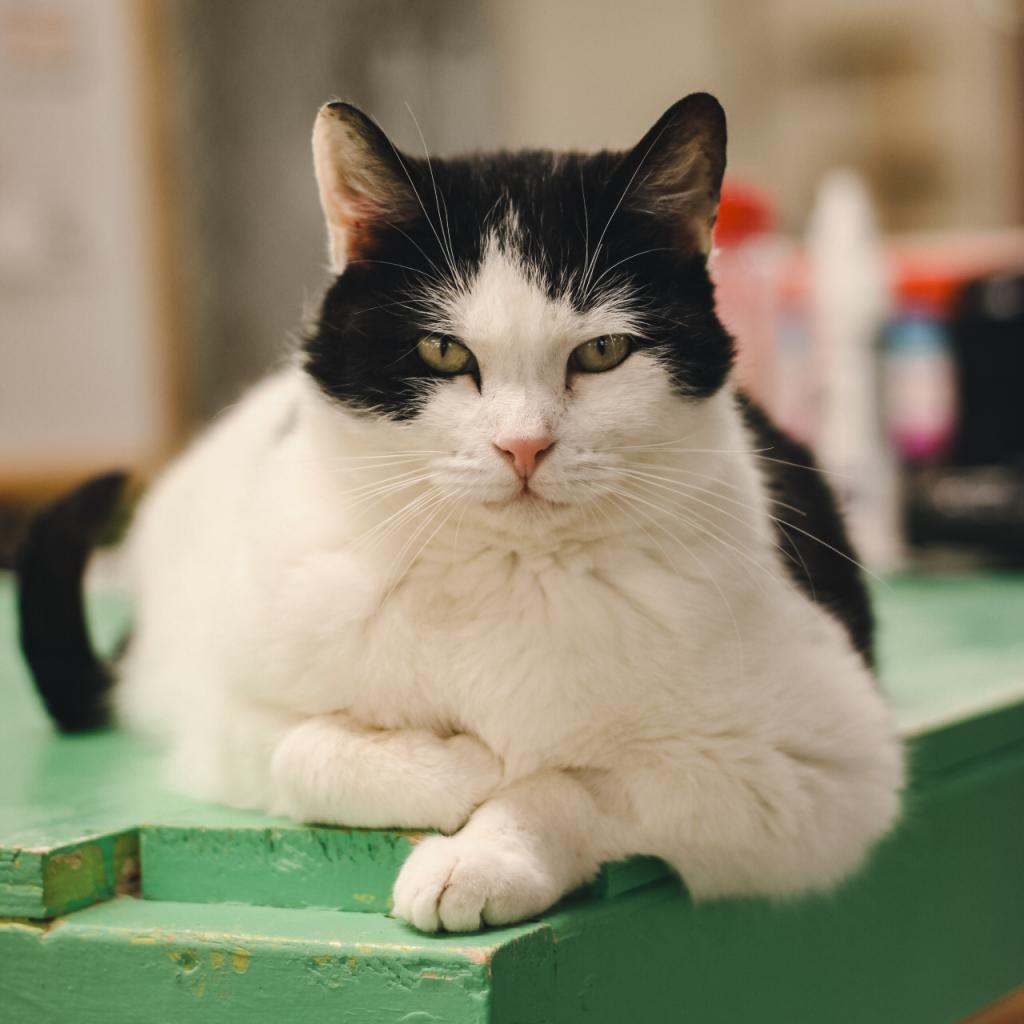 Lilyy, Adoptable, Adult Female Domestic Short Hair.