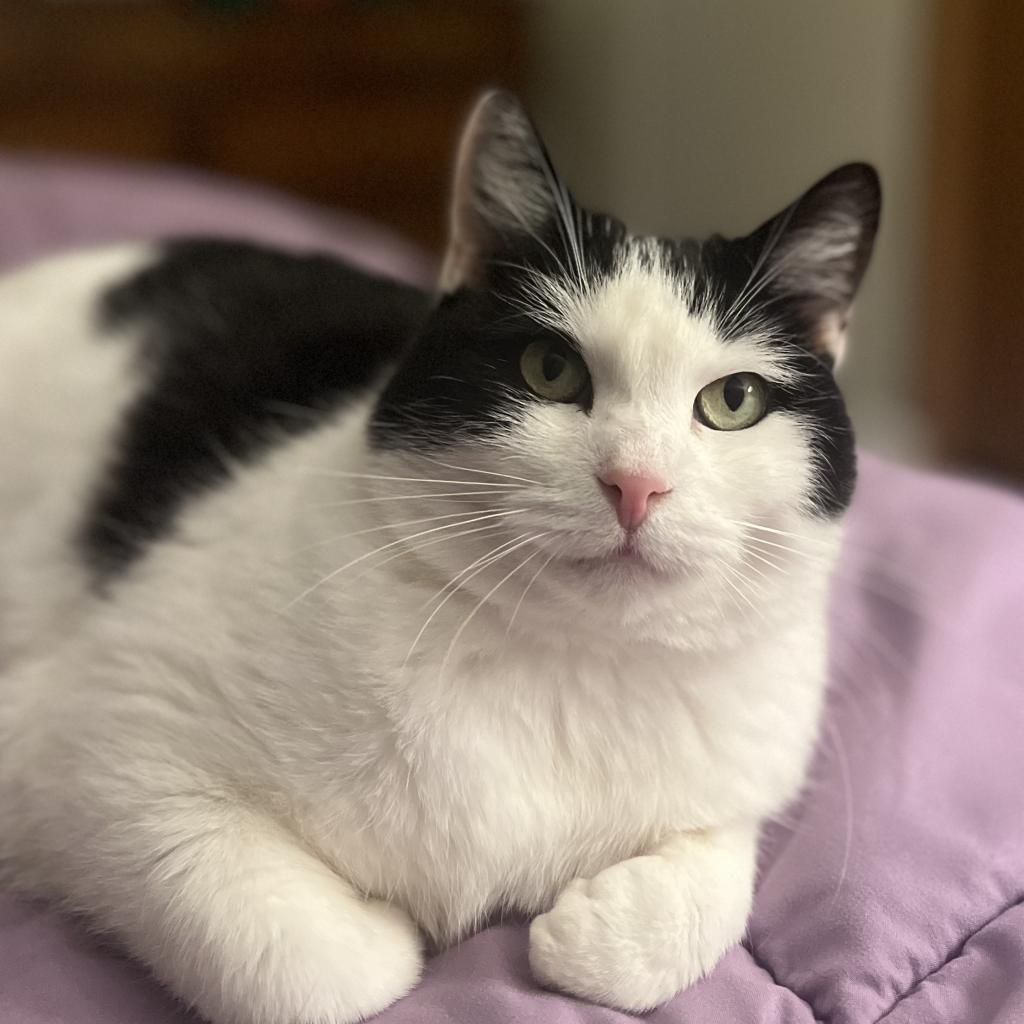 Enlarge Lilyy, a Adoptable Domestic Short Hair in East Smithfield , PA image 2/6