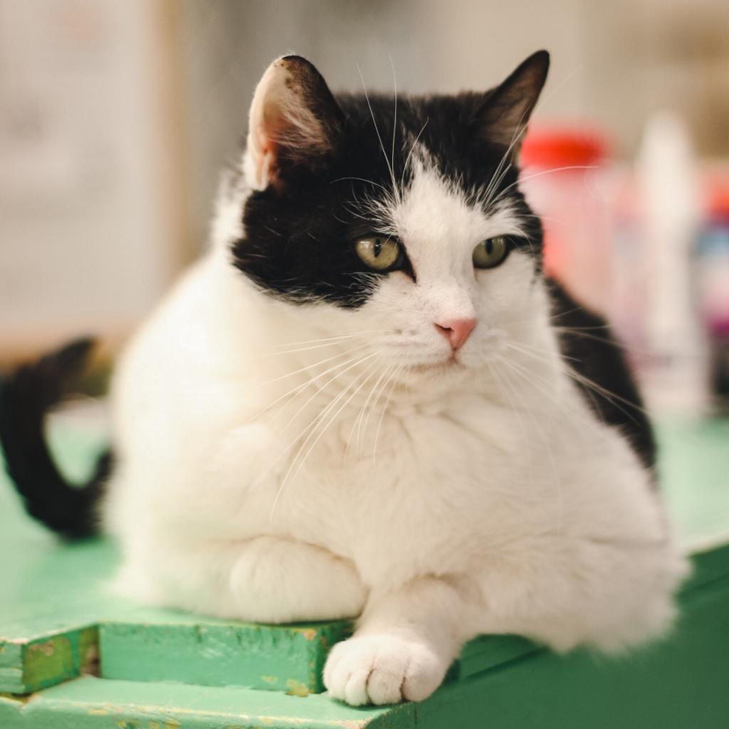 Enlarge Lilyy, a Adoptable Domestic Short Hair in East Smithfield , PA image 3/6
