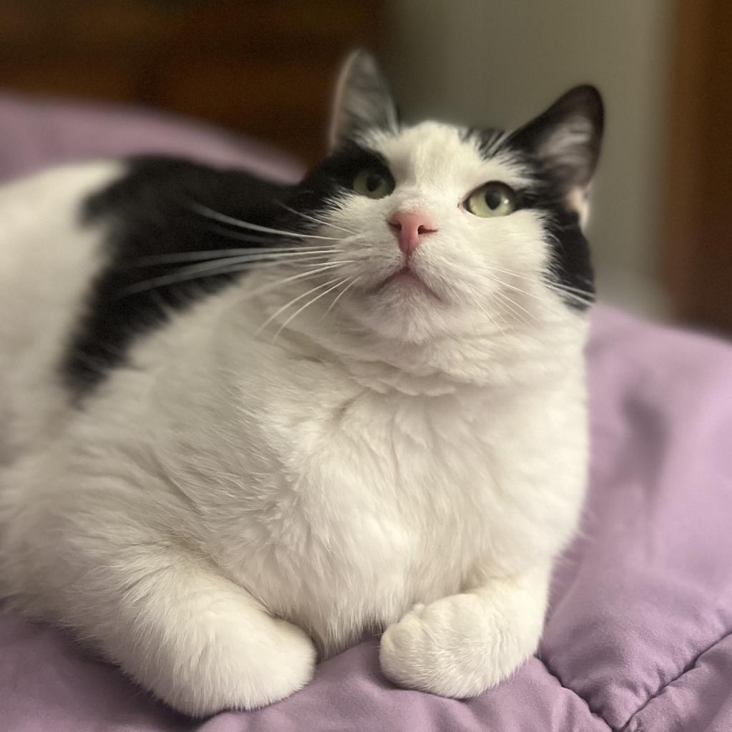 Enlarge Lilyy, a Adoptable Domestic Short Hair in East Smithfield , PA image 4/6