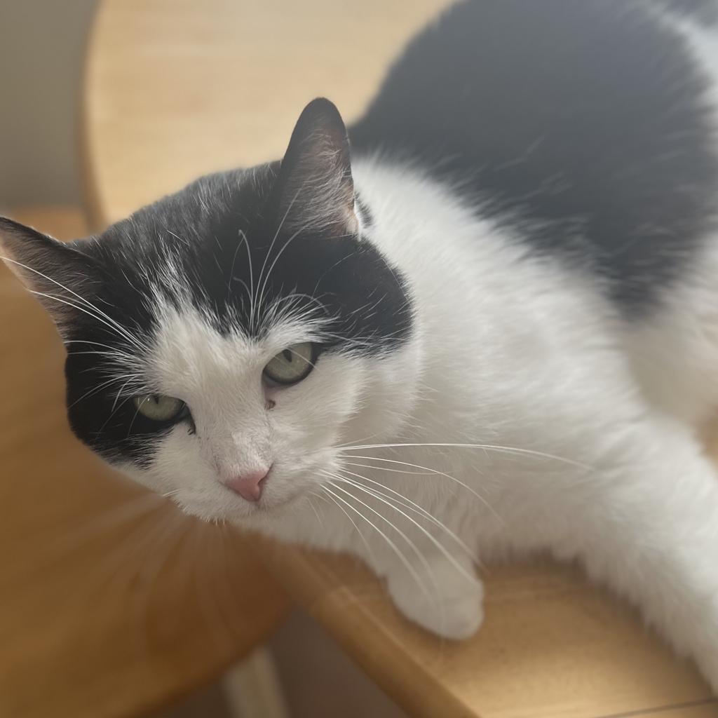 Enlarge Lilyy, a Adoptable Domestic Short Hair in East Smithfield , PA image 5/6