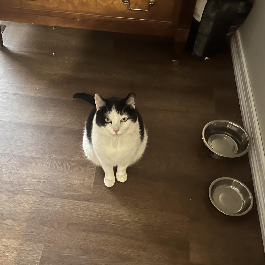 Enlarge Lilyy, a Adoptable Domestic Short Hair in East Smithfield , PA image 6/6