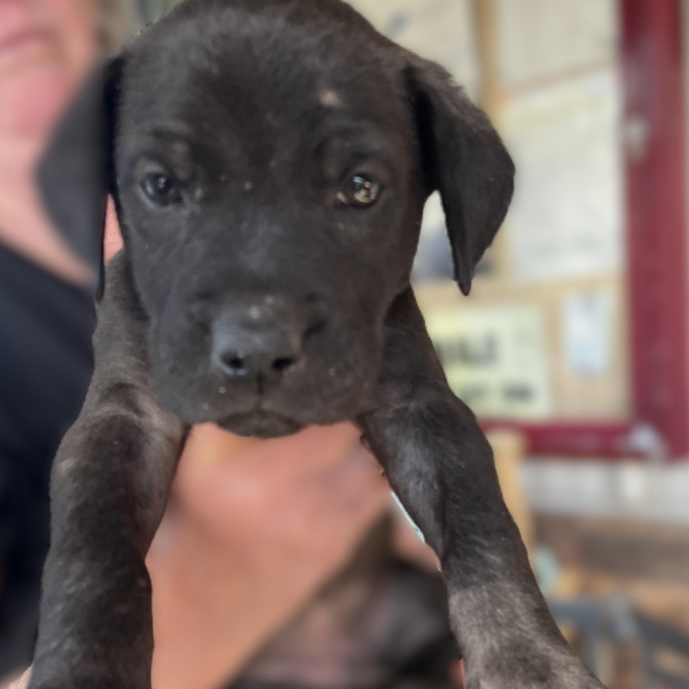 Enlarge Lucy (& 2 siblings), an adopted mixed breed in Palo Cedro, CA image 1/5