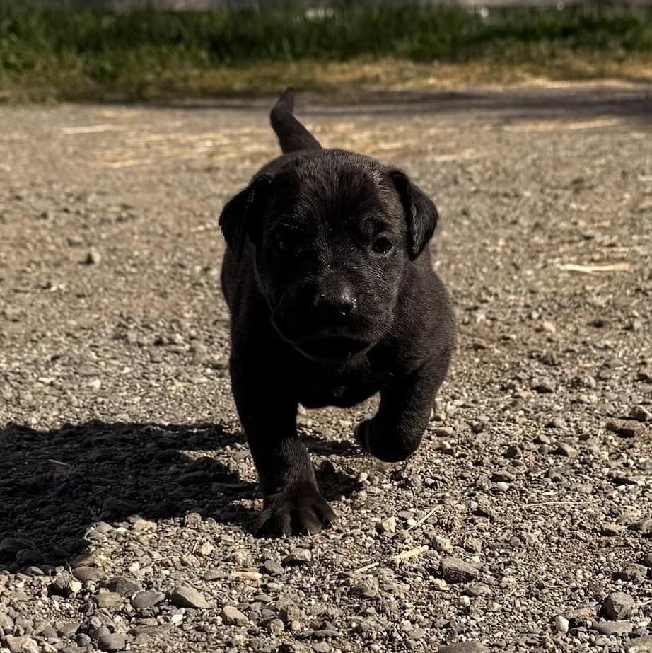 Enlarge Lucy (& 2 siblings), an adopted mixed breed in Palo Cedro, CA image 3/5