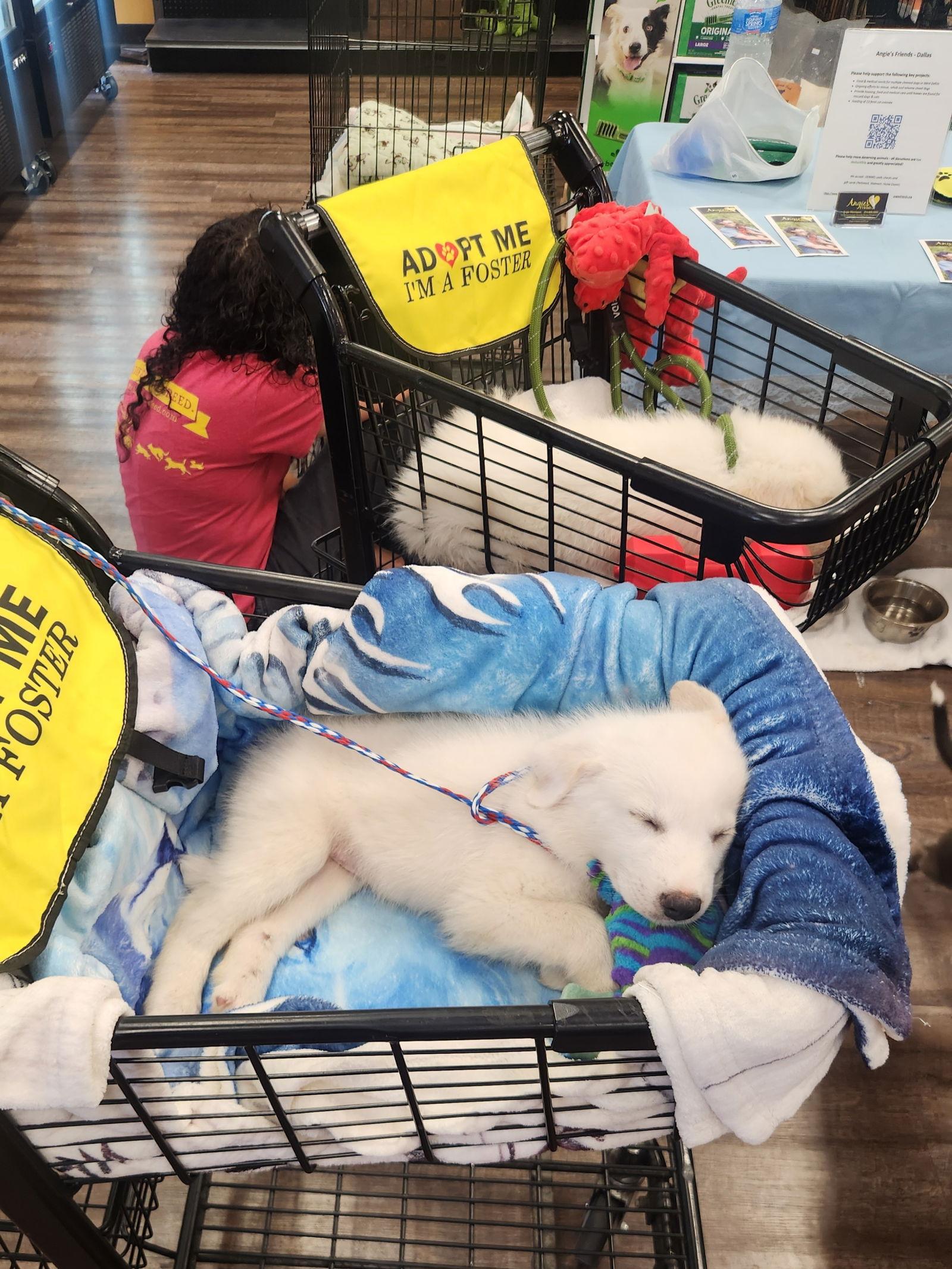Enlarge Cyrus, a Adopted Great Pyrenees in Dallas, TX image 1/1