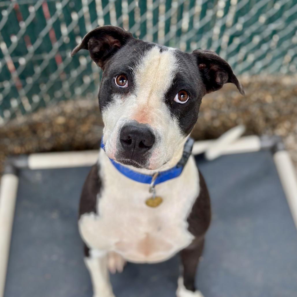 Salem, a Adoptable mixed breed in Metamora, MI image 2/6