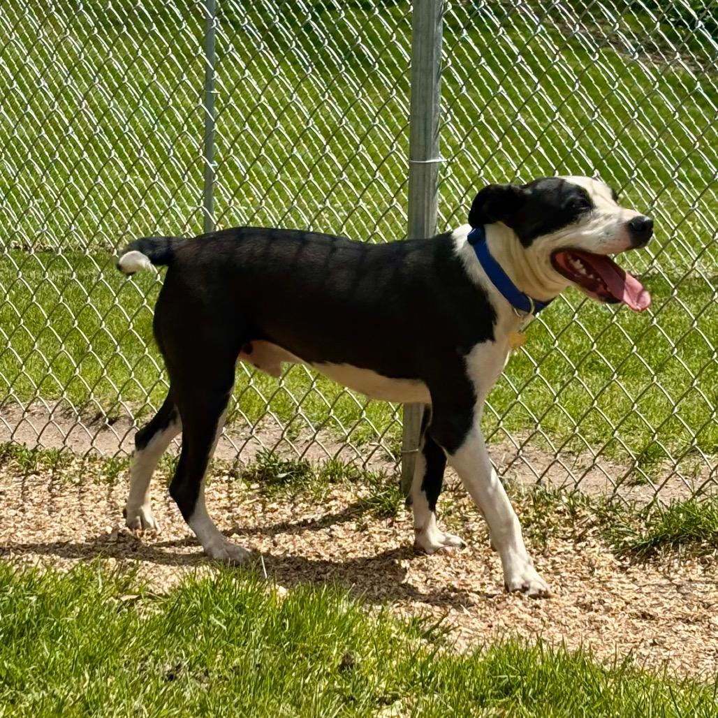 Salem, a Adoptable mixed breed in Metamora, MI image 1/6