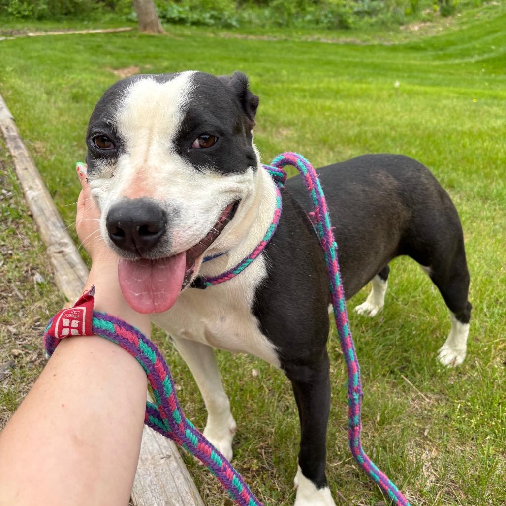 Salem, a Adoptable mixed breed in Metamora, MI image 4/6