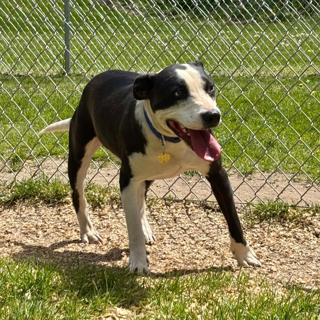 Salem, a Adoptable mixed breed in Metamora, MI image 2/6